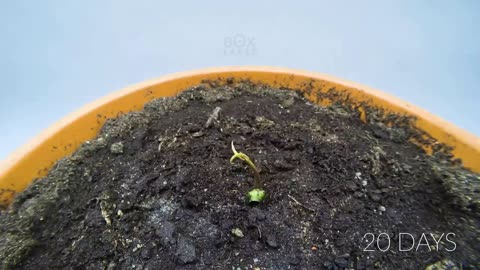 Growing MANGO Tree From Seed - ONE YEAR Time Lapse