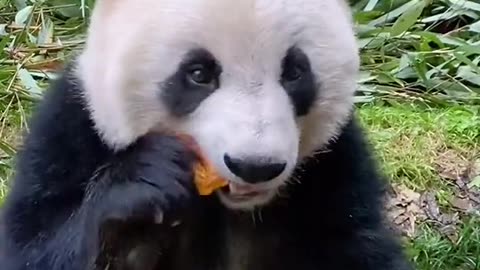 Satisfying panda eating video #Rumble