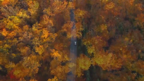 Enchanting Autumn Forests with Beautiful Piano Music