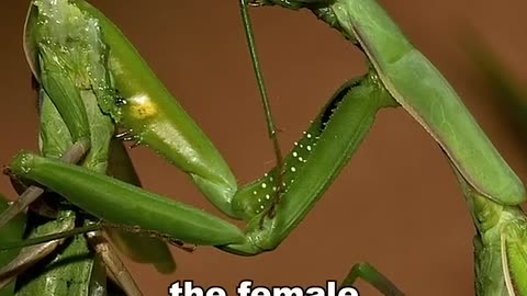 Praying Mantis | The Kungfu Predator