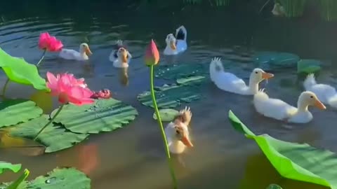 Beautiful duck video❤️