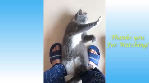 Cute Pets And Funny Animals Compilation #14-Pets Garden