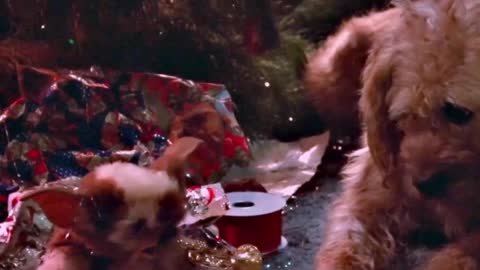 I wish that spit landed on Gizmo ugly face. 0/10 trumpet player. Merry Christmas