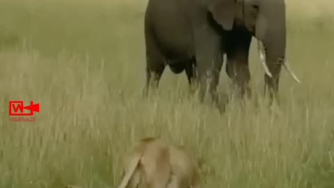 Brave mother saved her cubs lion 🦁 vs elephant 🐘