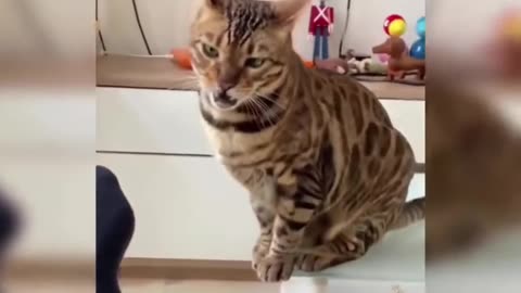 Funny cat shot video