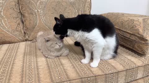 Cat Lovingly Grooms Kitten