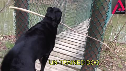 TRAINED DOG VS NON TRAINED DOG