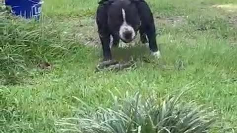 Dog Kills Snake