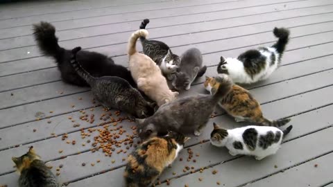 Cat spots cat nemesis of neighbor at front door and meows the house down.