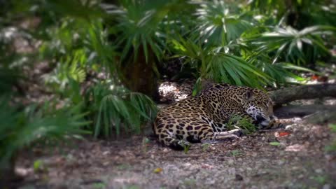 The leopard (panthera pardus)