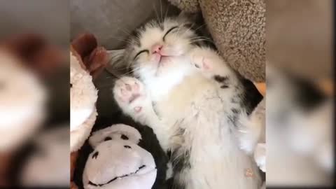 Baby Cats - Cute and Funny Cat