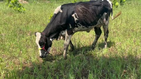 Cows in village