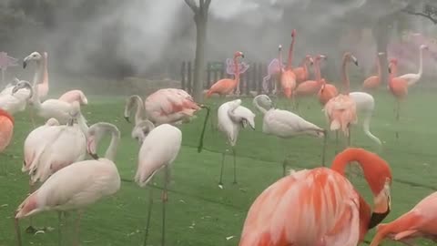 What if it's raining today # Flamingos