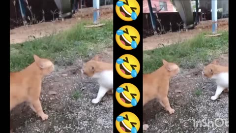 cat funny fight video 😂🤣🤣 cta videos #rumble