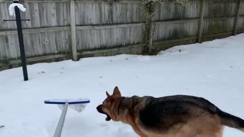 Eddie the German Shepherd vs the pool skimmer Winter Edition