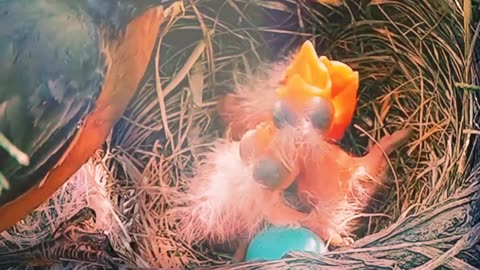 Mother bird helps her chick hatch