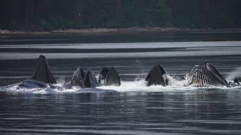 National Geographic's Extraordinary Journey through Alaska's Inside Passage