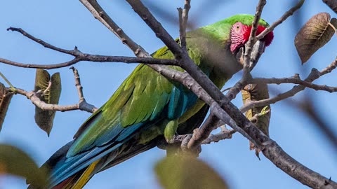 BIGGEST PARROTS IN THE WORLD (IN THE WILD)