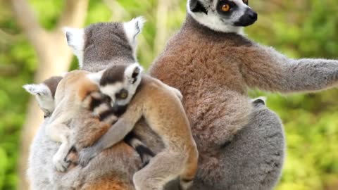 lemurs