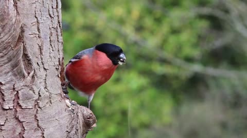 bullfinch male bird