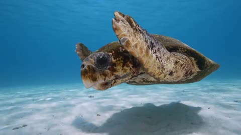 These living dinosaurs are really amazing animals to share water