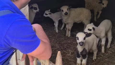 A man imitating a goat's voice