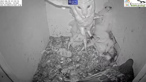 Must watch the dramatic ending.Wild pigeon lays egg in active barn owl next to 7barn owl nestlings.