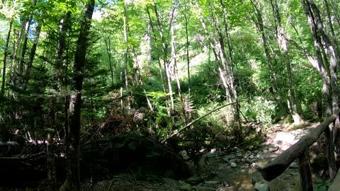 Mt. Leconte in the Smokies August 2023