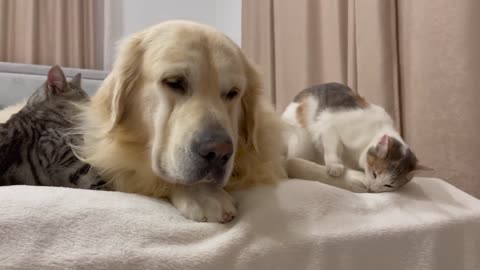 Poor Golden Retriever Attacked by Kittens