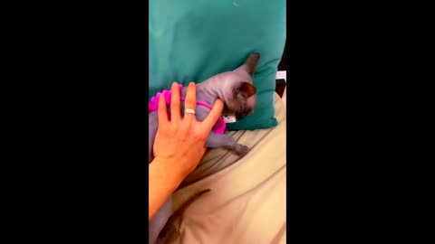 Sphynx cat dressed in a swimsuit, the dog was shocked.