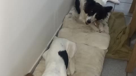 Argentinian Border Collie and her puppy