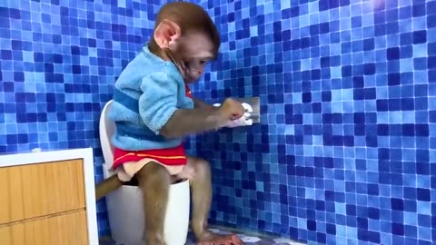 Monkey Baby Bon Bon oes to the toilet and plays with Ducklings in the swimming pool