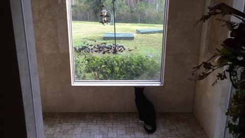 Large gathering of birds sends cat into a watchful trance