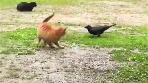 Best Funniest Animal Videos 2024 😅 - Funny Cats And Dogs Videos