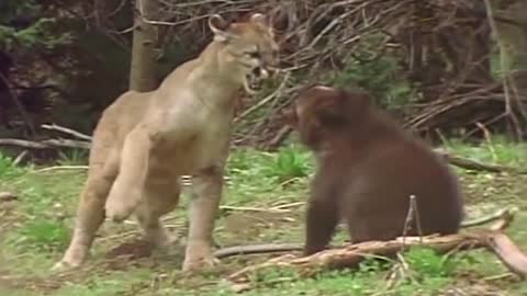 Lions is King But Fail! Mother Bear Save Her Baby From Puma Hunting, Giraffe vs Lions