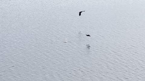 Duckling Evades Eagles Hunting on Lake