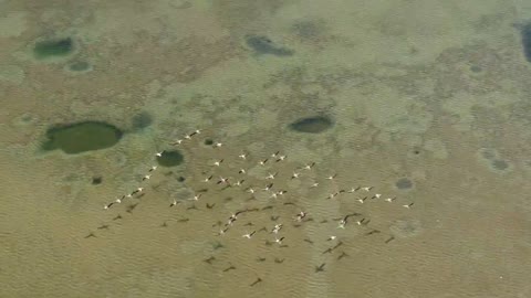 See siwa oasis as flamingo bird