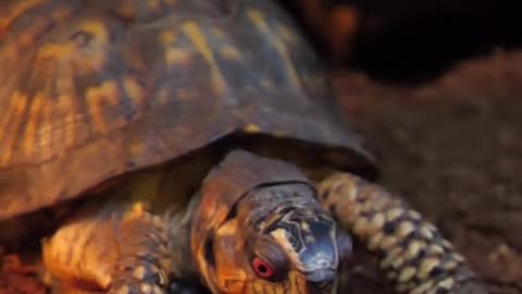 This #turtle at the @Georgia Aquarium is enjoying a crunchy snack. #asmr #mukbang