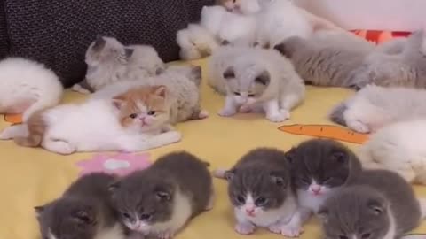 OMG So Cute Cats ♥ Best Funny Cat ❤️🐈Videos 2021 #shorts