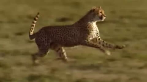 WORLD’S FASTEST ANIMALS FAIL! Grant’s Gazelle Take Down Cheetah With Horns, Lion Hunt Impala Fail