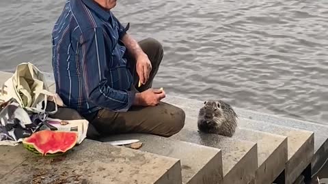 Kind Man Feeds Nutria Potatoes and Watermelon