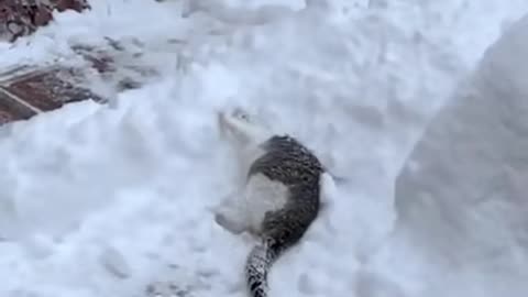 Cat that loves snow ❄️ ❤️