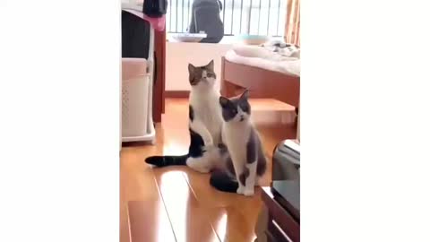 Cate Fun Video_Cat Fun Amezing Video