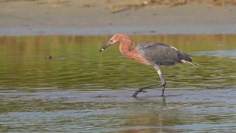 Reddish Egret Catching a Snack