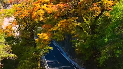 The latest autumn view of two trees, Shennongjia. How beautiful autumn is