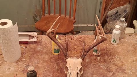 Rebuilding an Antler tine,Attempting to Makeit Match