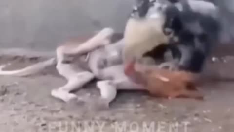 Animal funny video