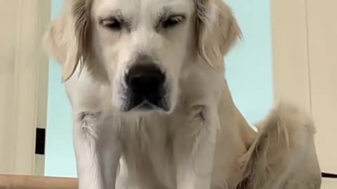 Dog Amezing Funny Scene