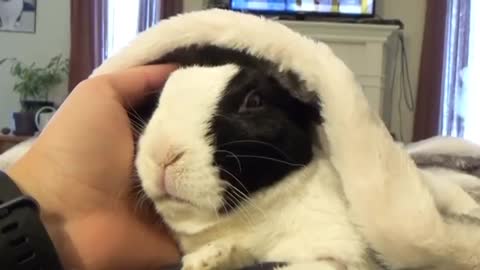 Rabbit learns he isaaa adopted_Cut