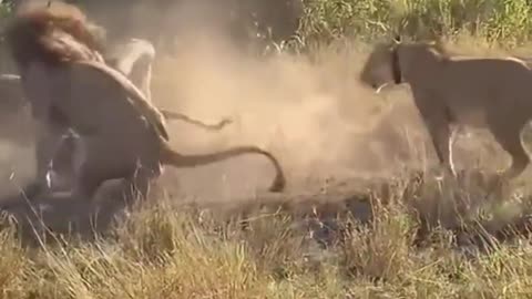 Lions attacked leopard